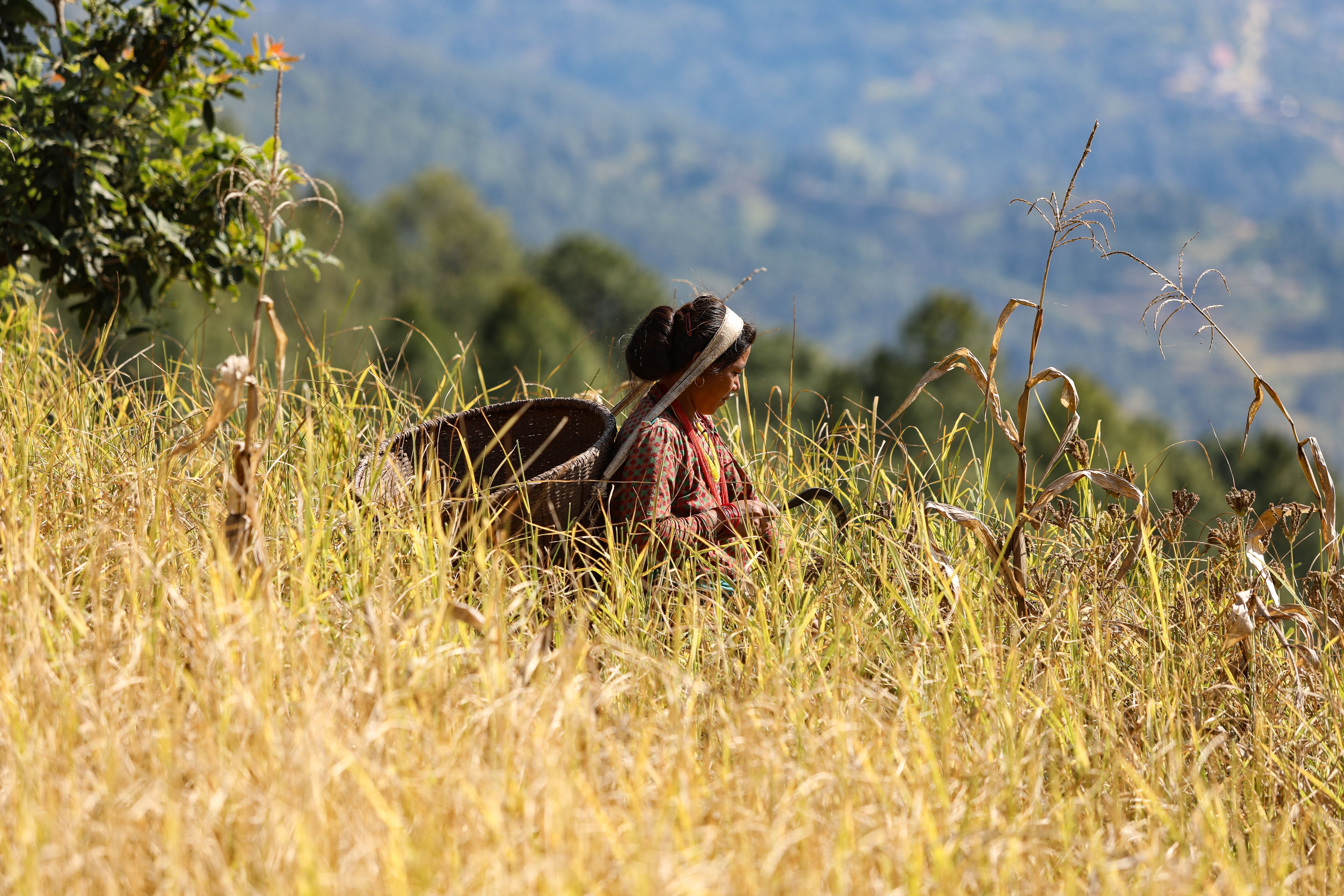 A person working in a field in rural Nepal