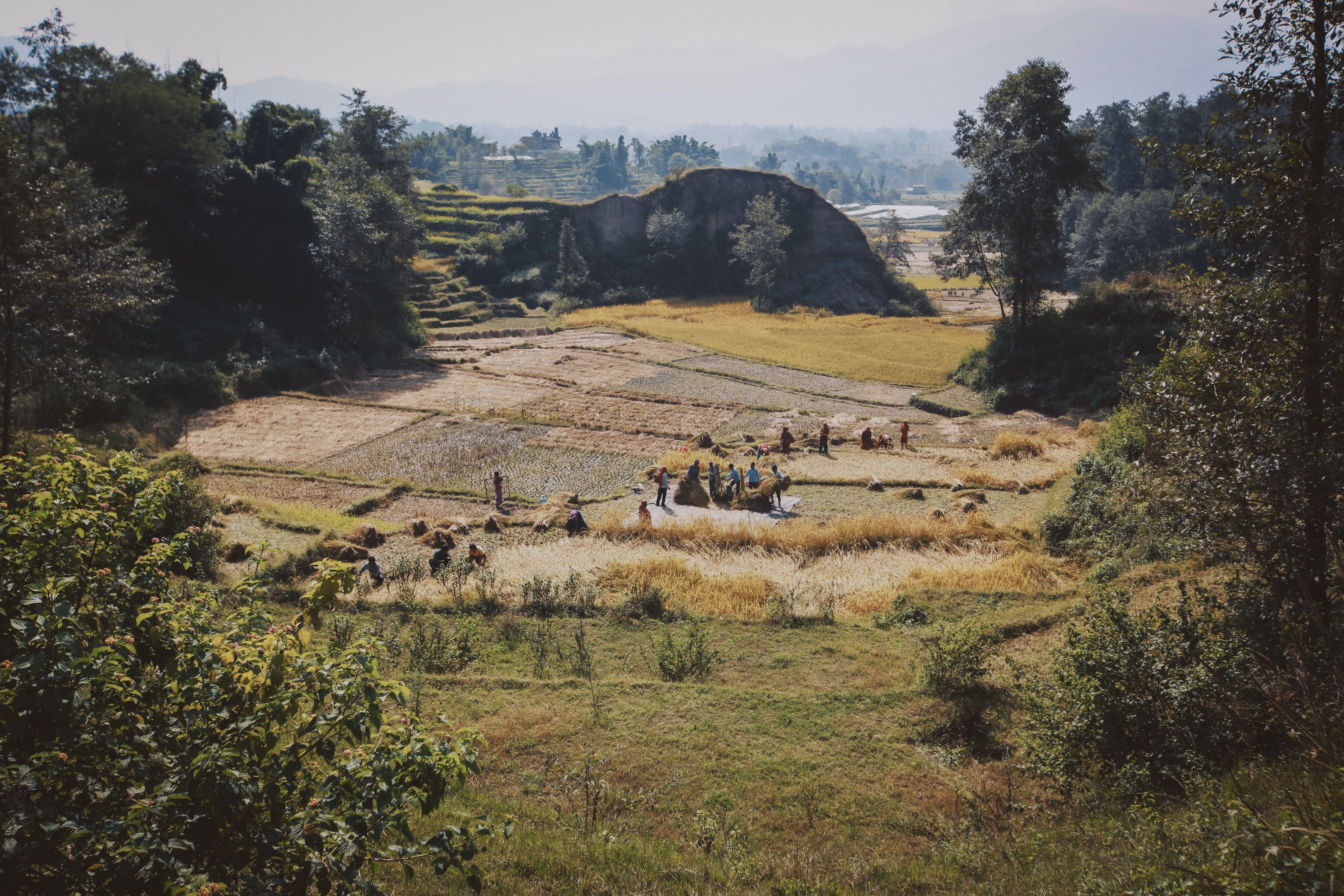 People working together in terraced fields
